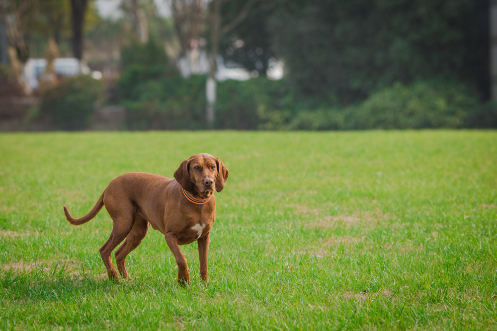 Grama sintética para cachorro urinar vale comprar?