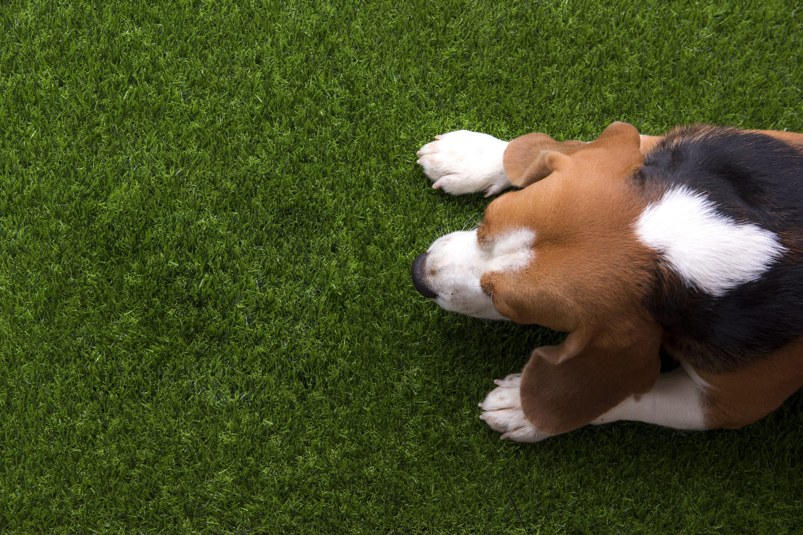Grama sintética para pets: como escolher sem errar